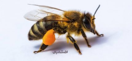 گرده گل